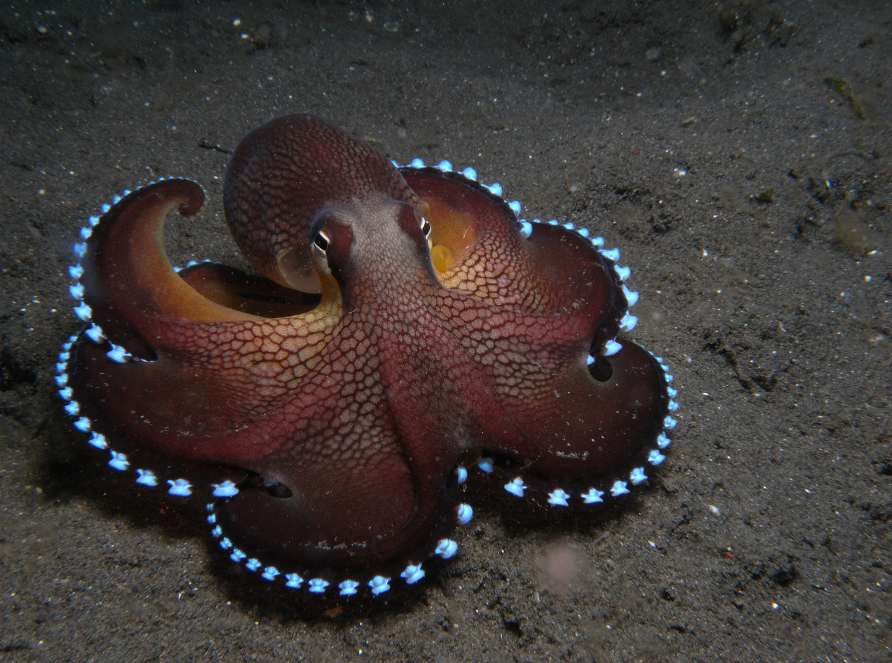 octopus.jpg