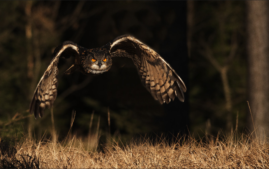 owl01.jpg