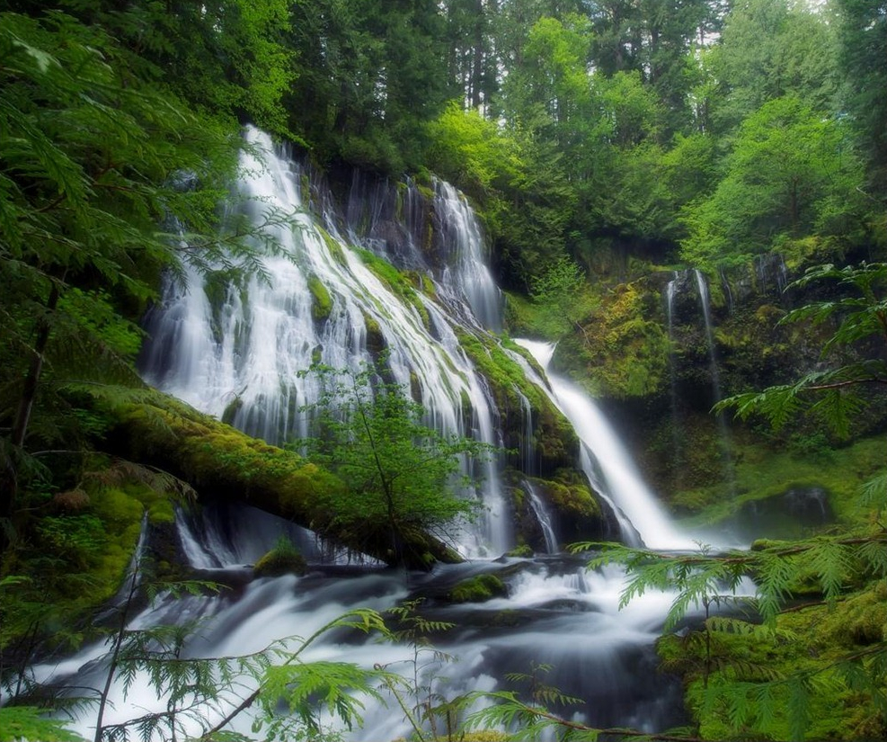 waterfall_forest-6.jpg