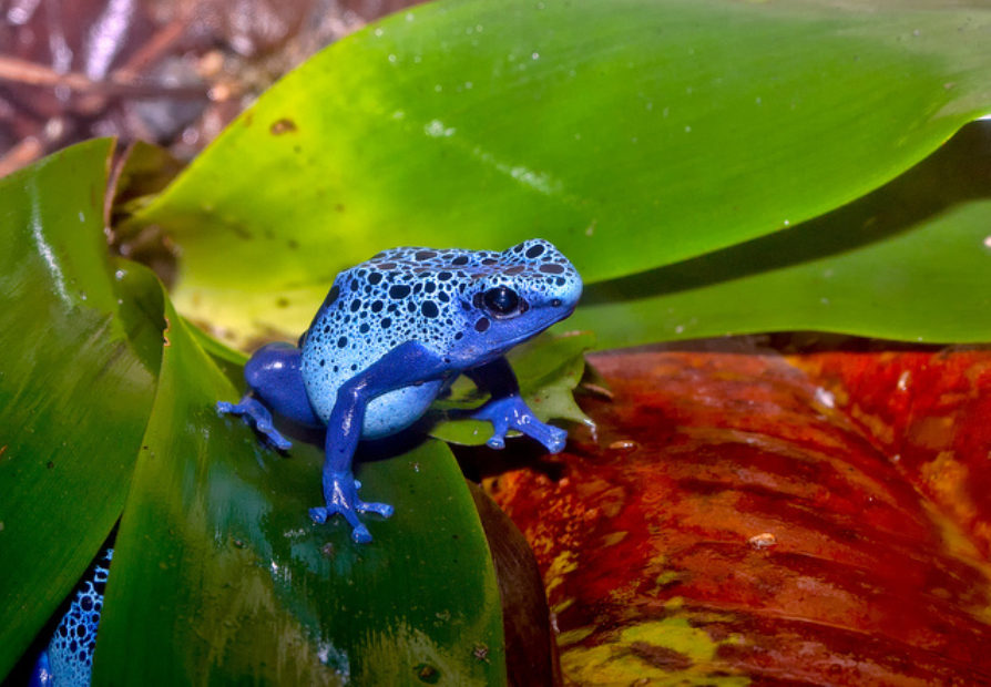 Blue_Poison_Dart_Frog.jpg