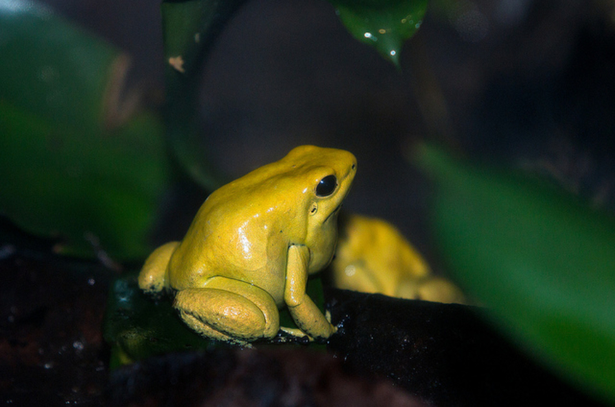 Golden_Poison_Frog.jpg