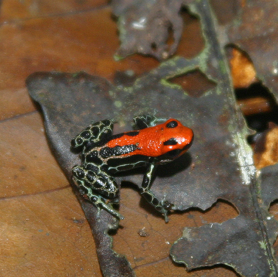 Red-backed_Poison_Frog.jpg