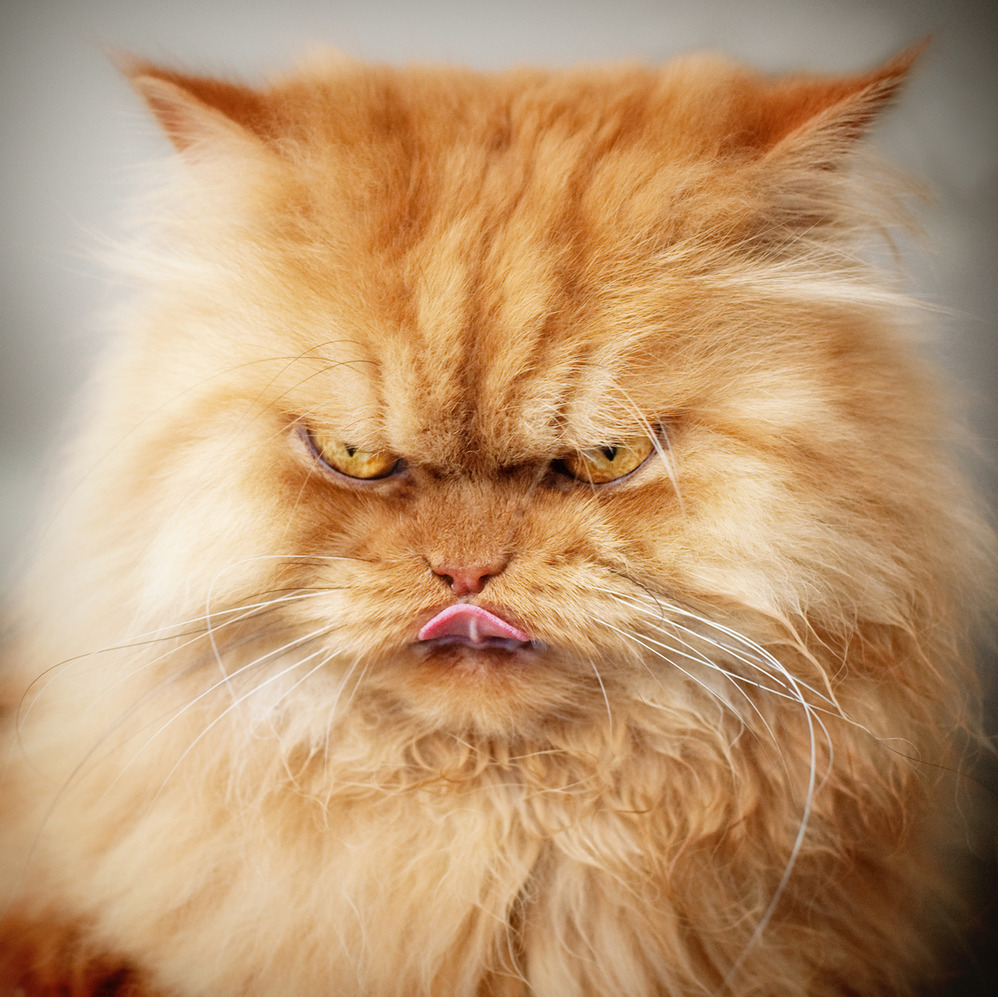 angry_cat.jpg