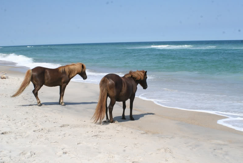 beach_wild_horses.jpg