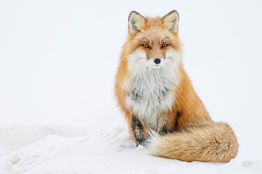 fox01.jpg