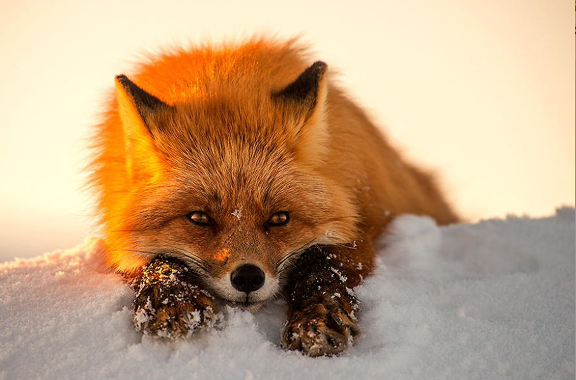 fox02.jpg