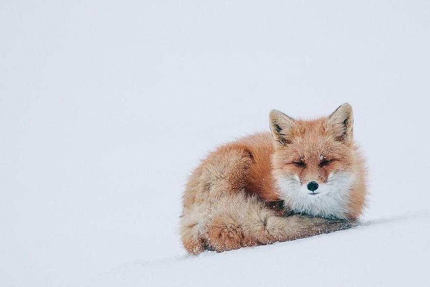 fox03.jpg