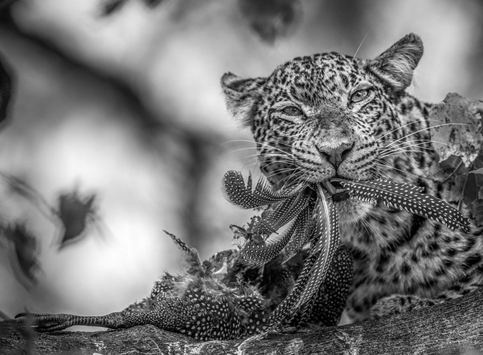 jaguar_fazan.jpg