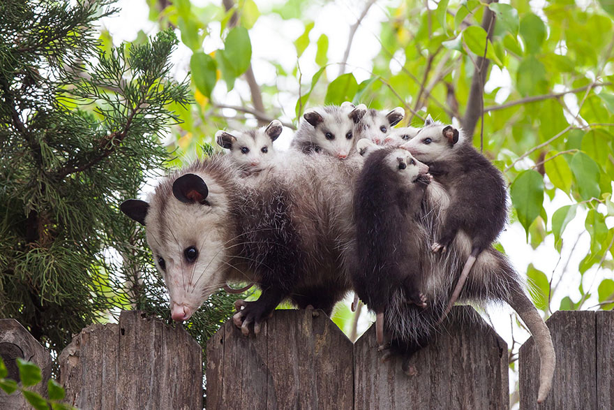 opossum.jpg