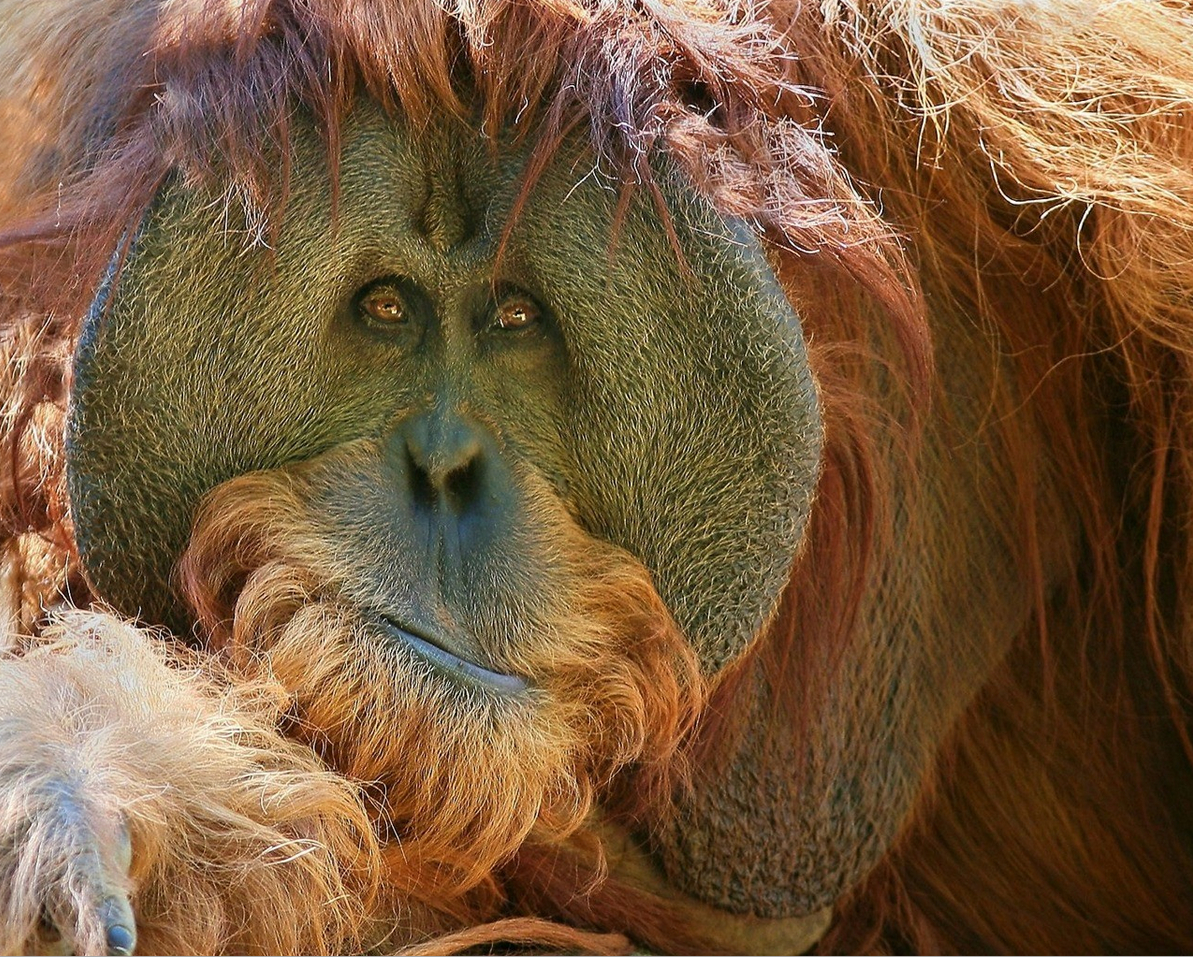 Orangutang-1.jpg