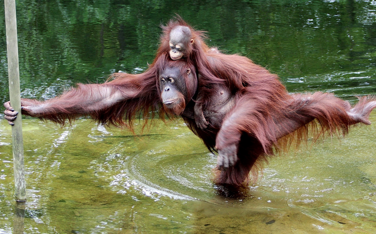 Orangutang-2.jpg