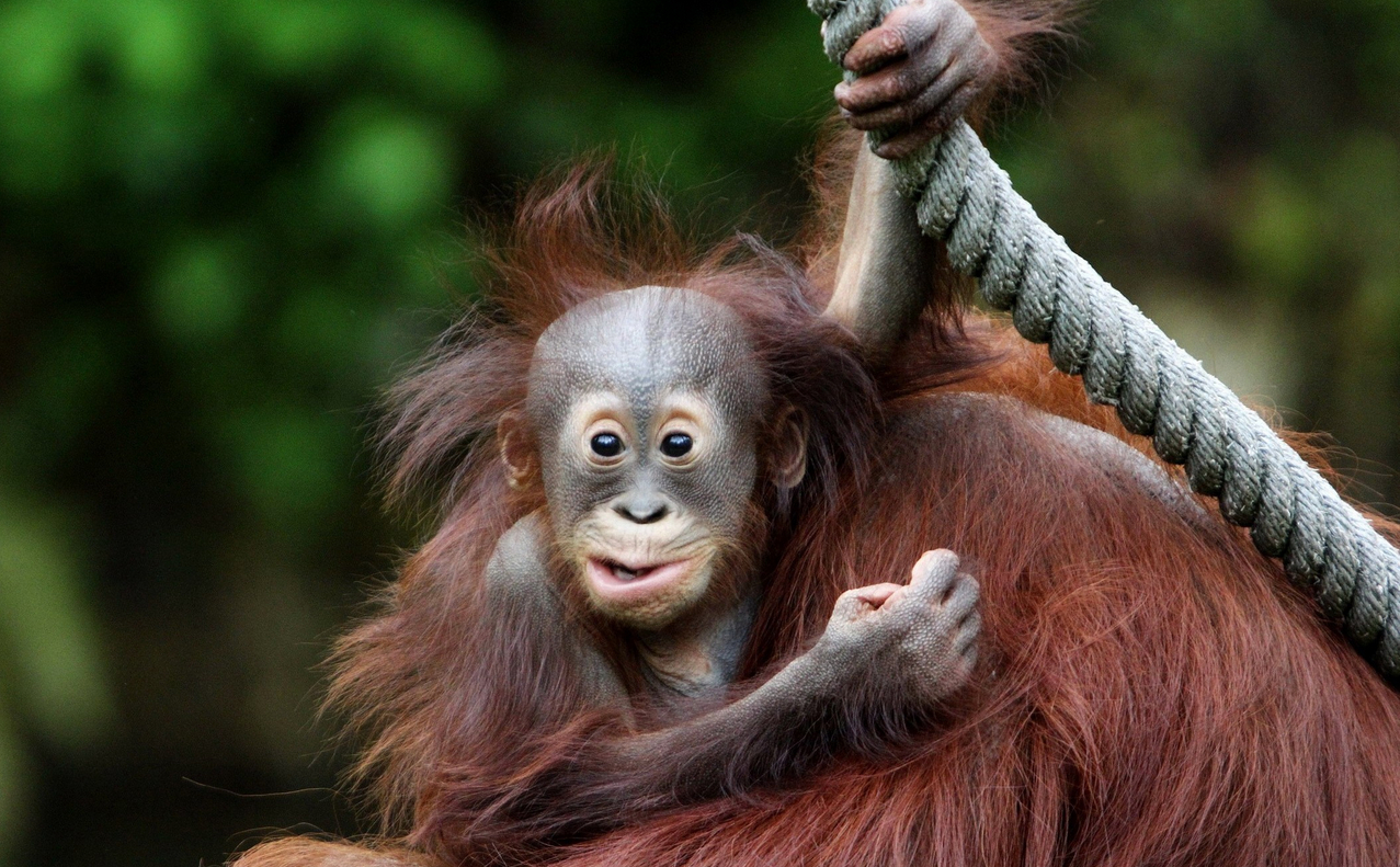 Orangutang-3.jpg