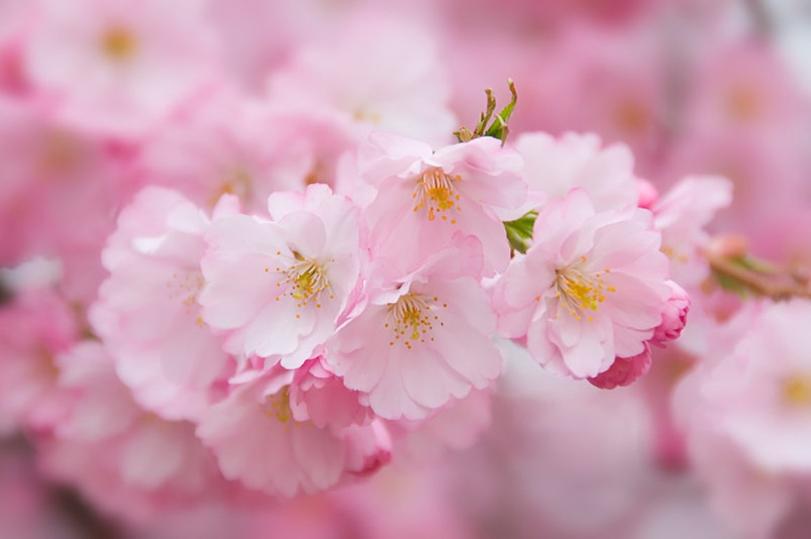 blossom-3.jpg