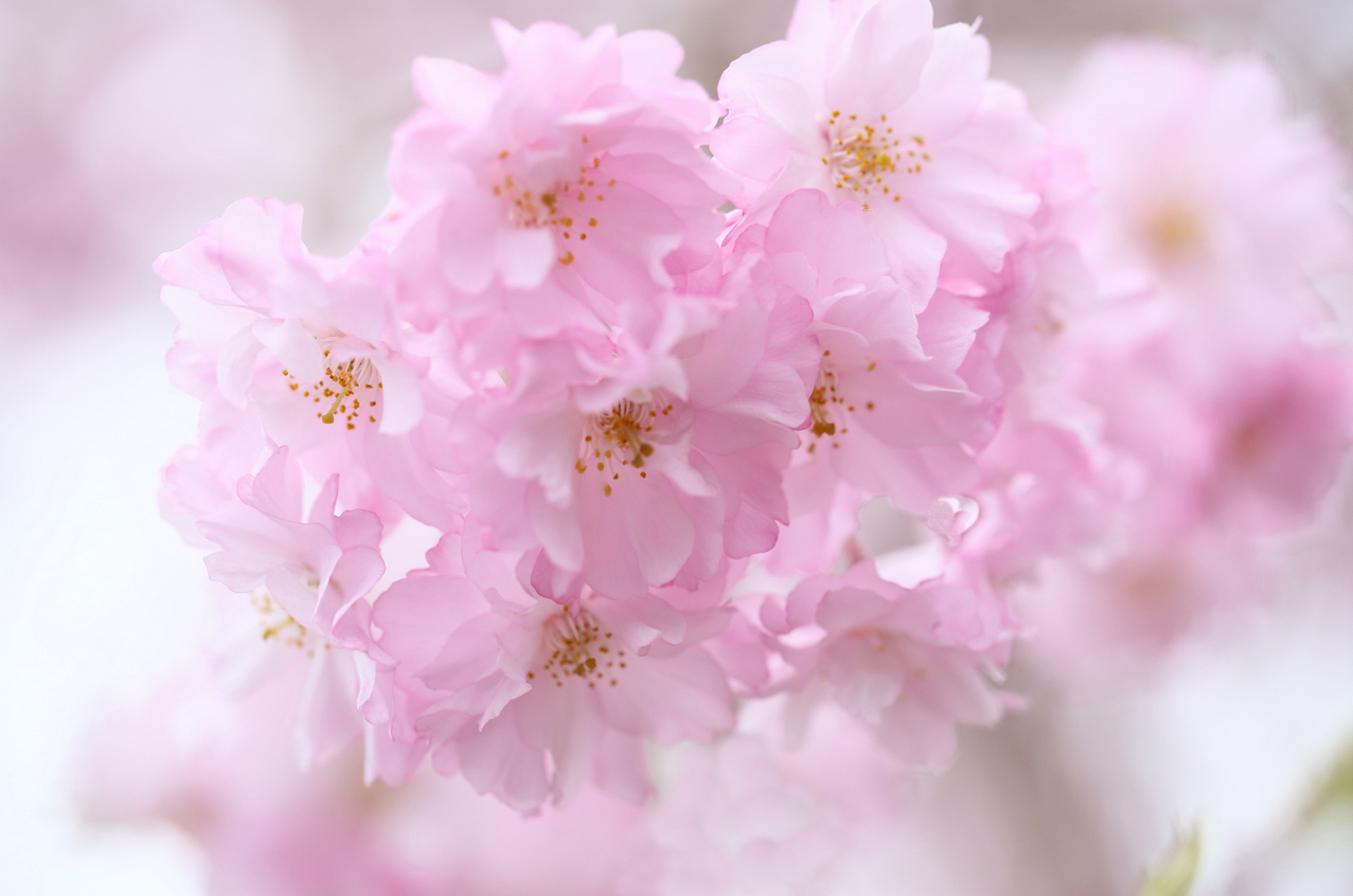 blossom-4.jpg