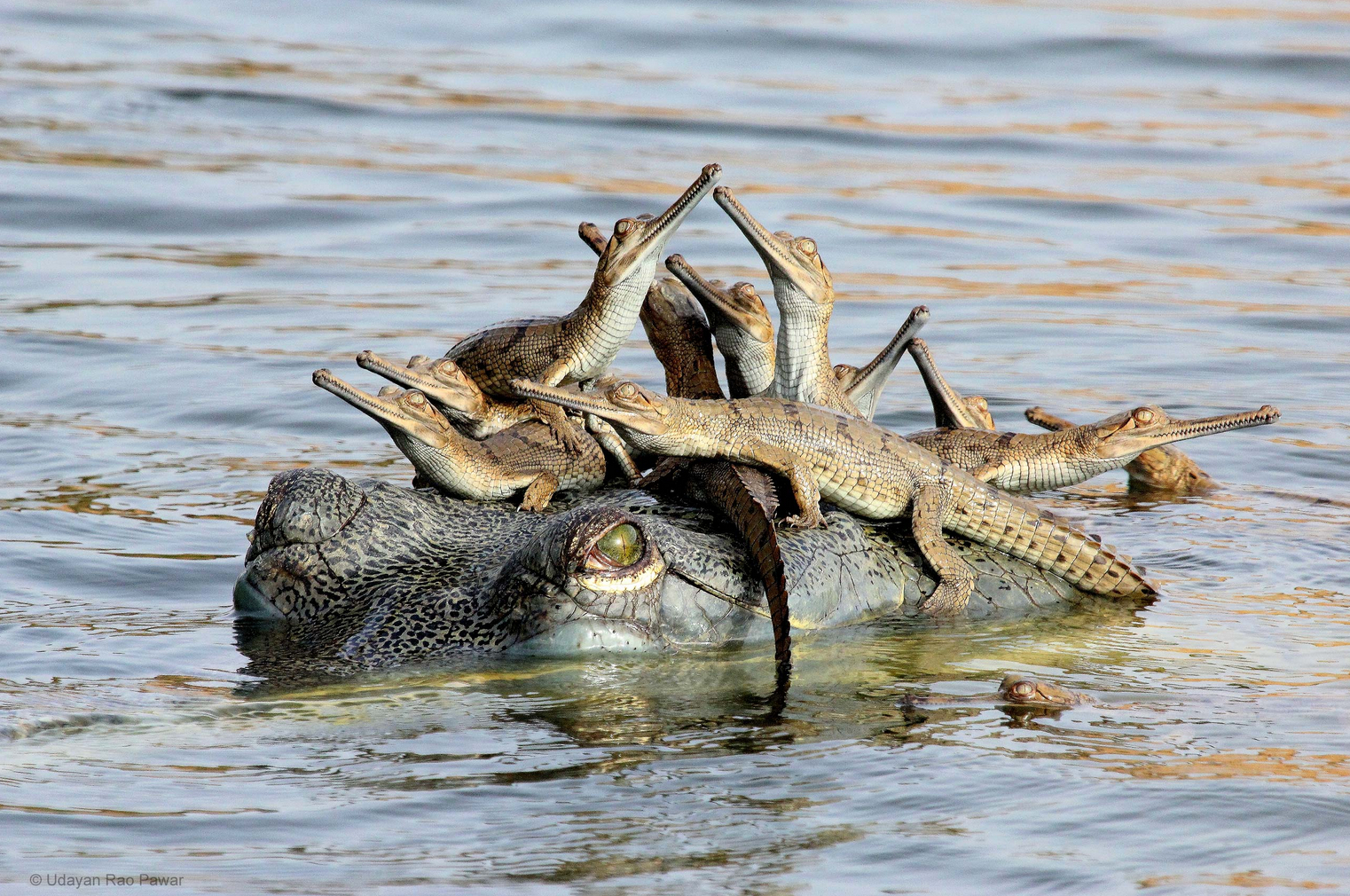 crocodiles.jpg