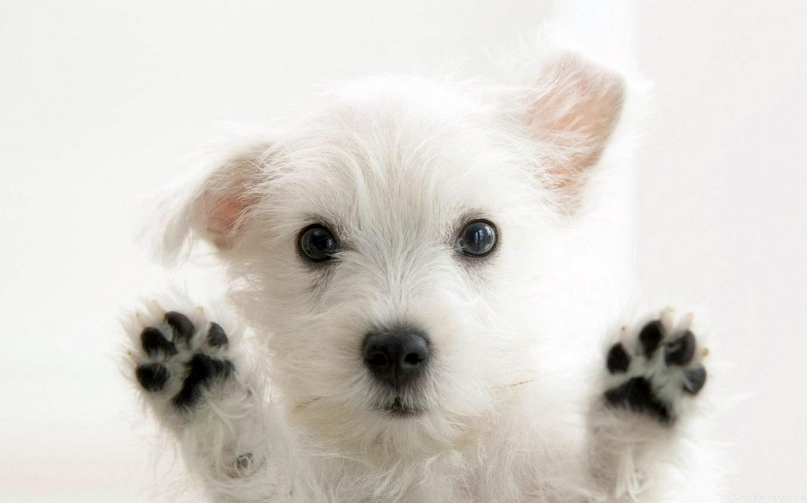 cute-white-puppy.jpg