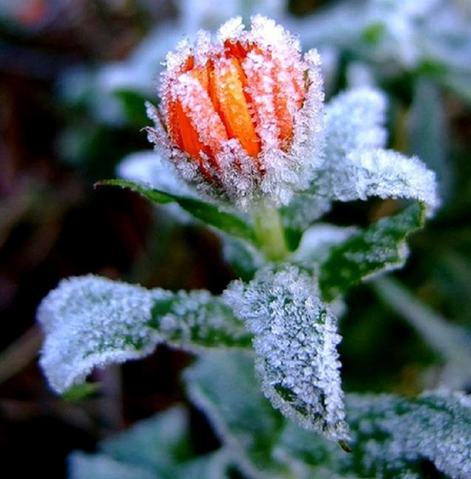 frost-2.jpg