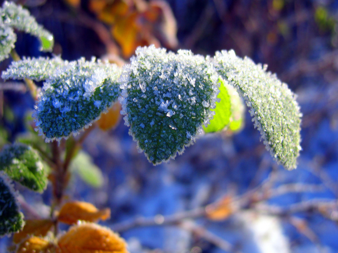 frost-3.jpg
