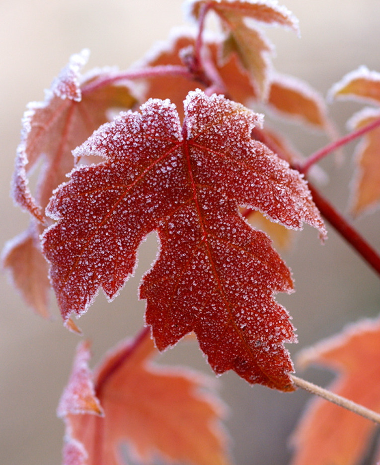 frost-4.jpg