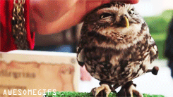 owl001.gif