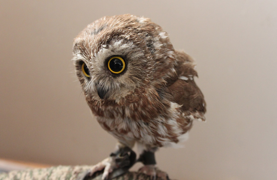 owl14.jpg