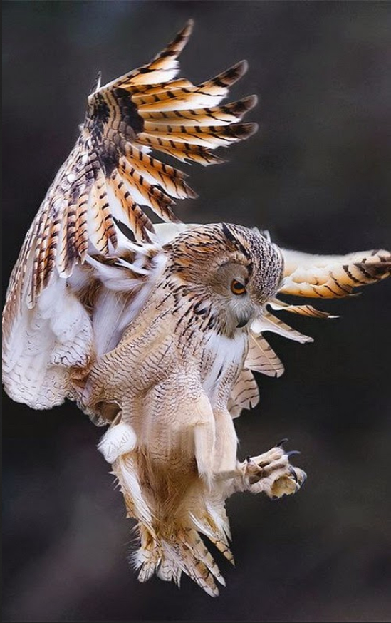 owl15.jpg