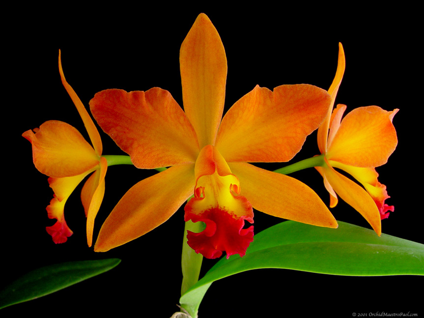 short_orchid.jpg