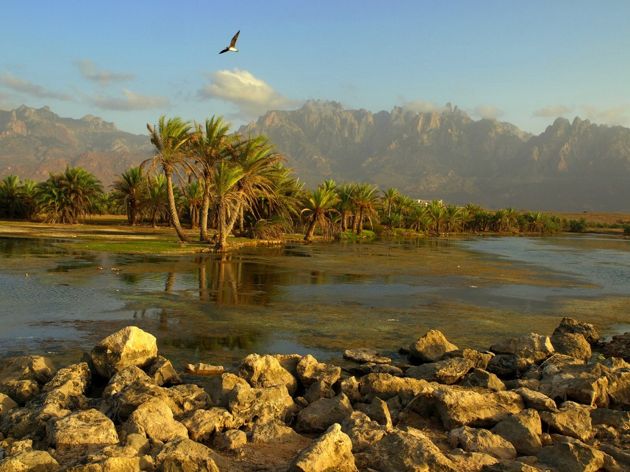 socotra-10.jpg