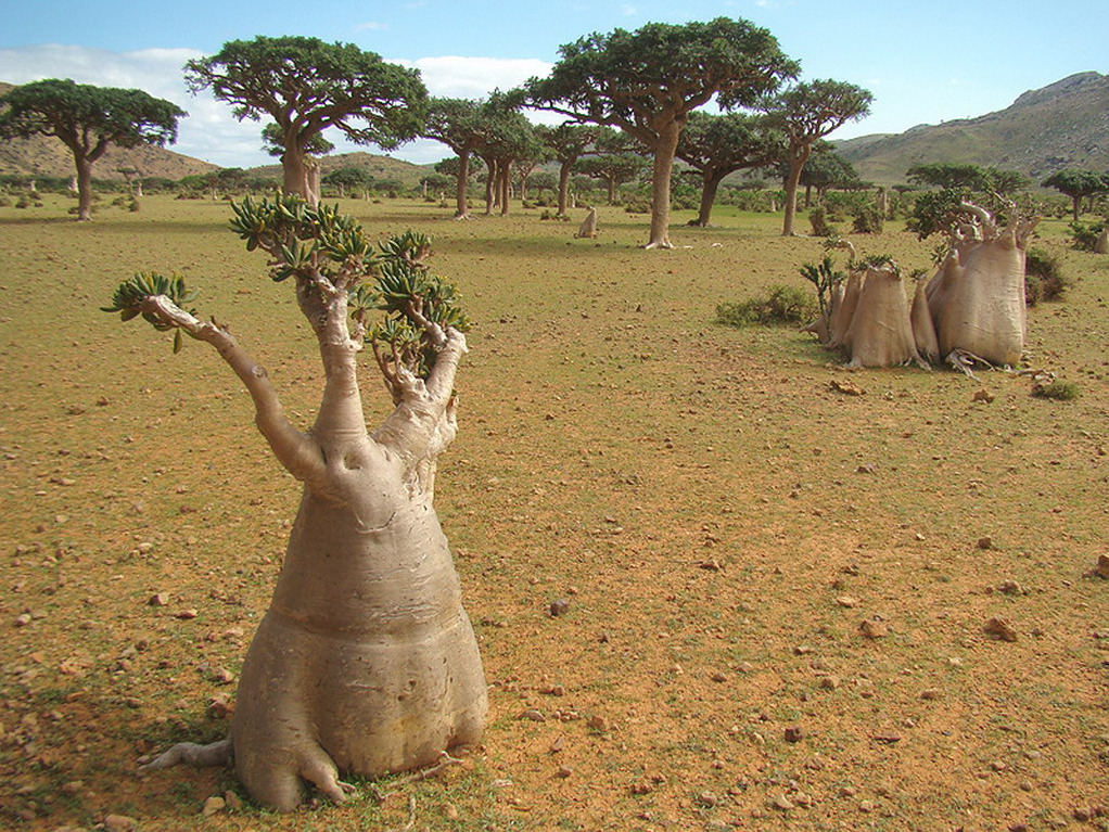 socotra-4.jpg