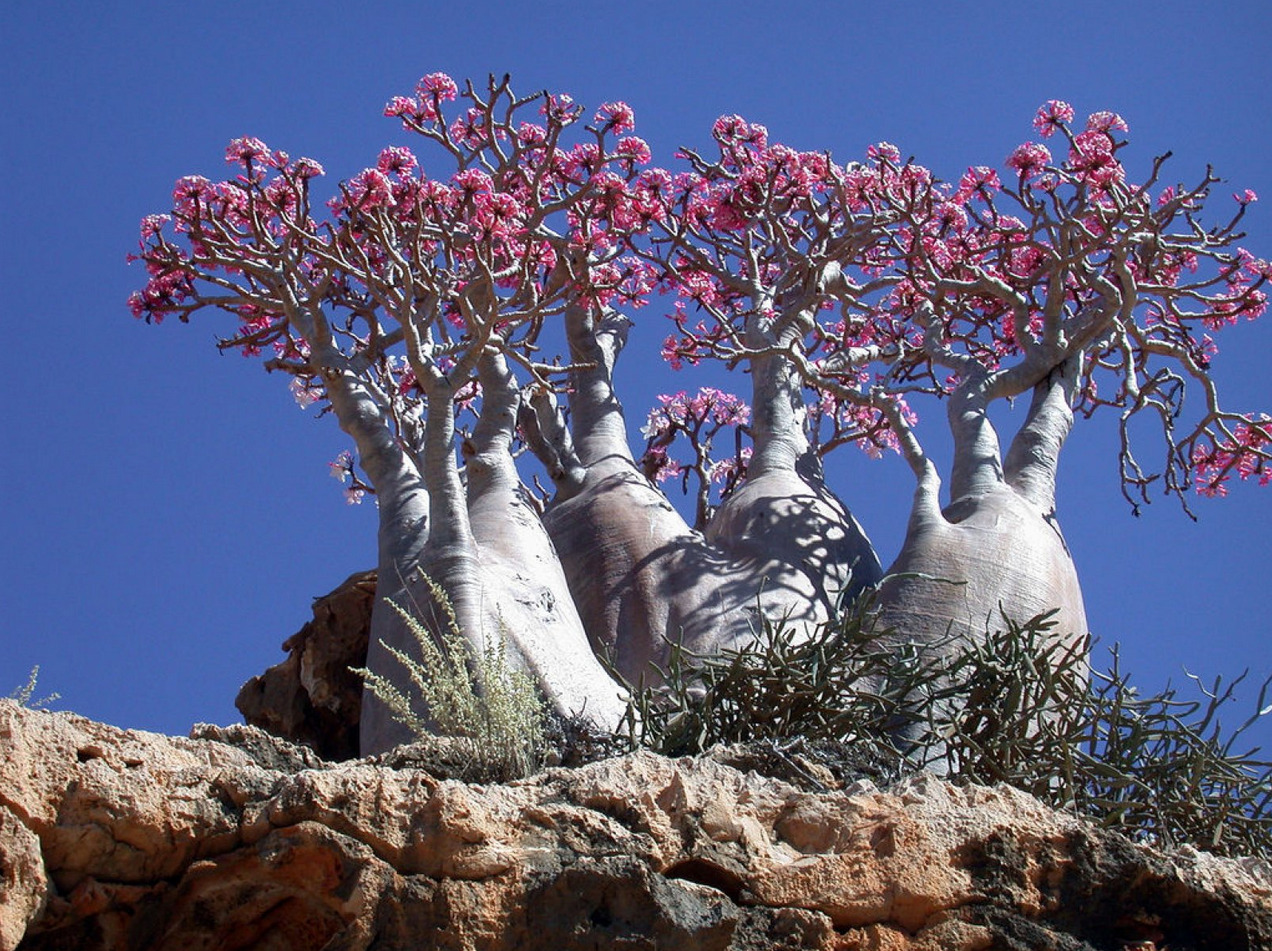 socotra-5.jpg