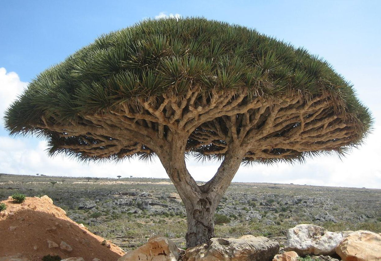 socotra-8.jpg