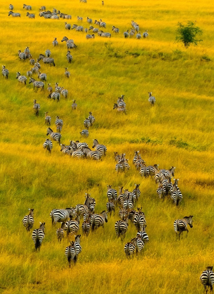 zebras.jpg