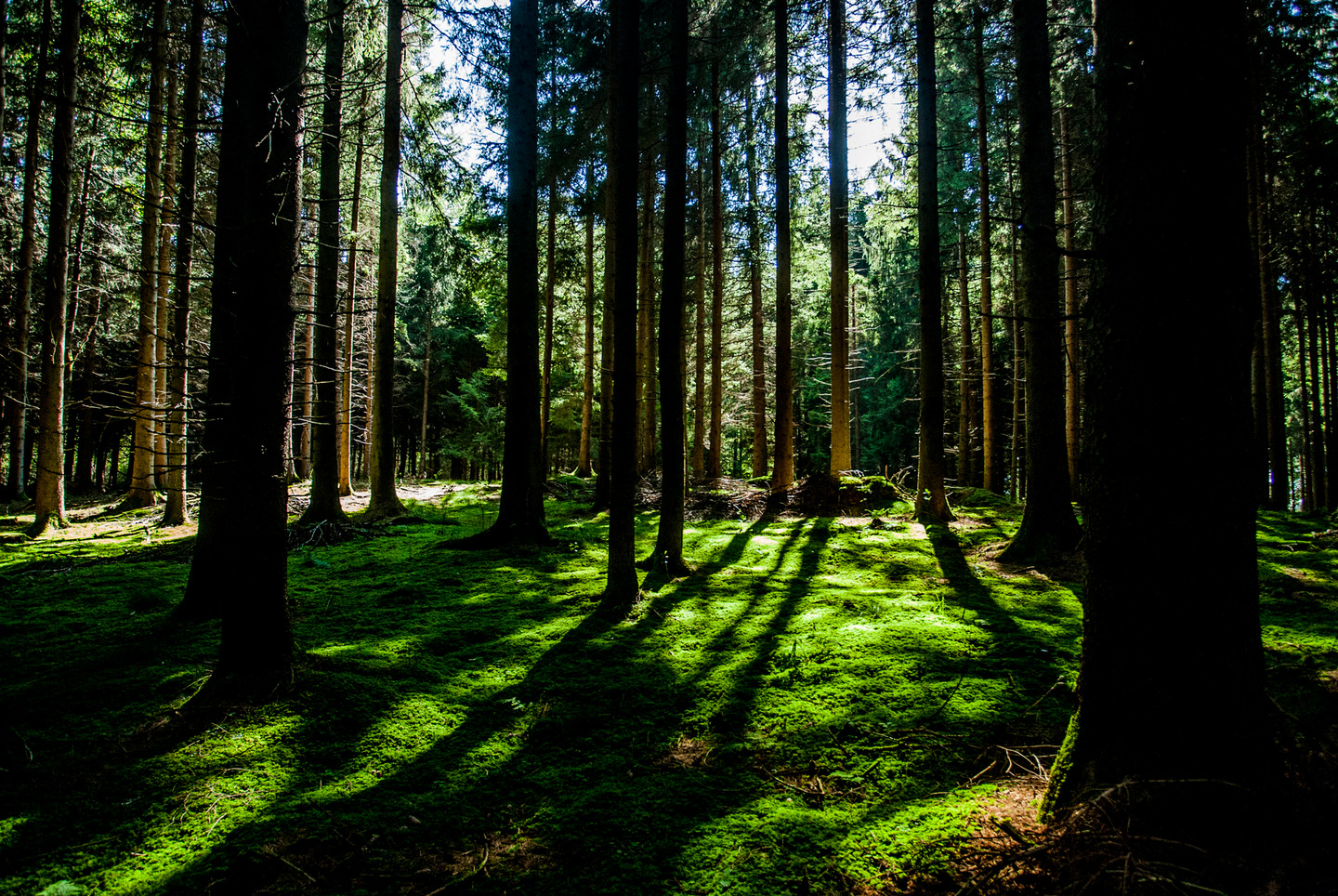 forest-2.jpg