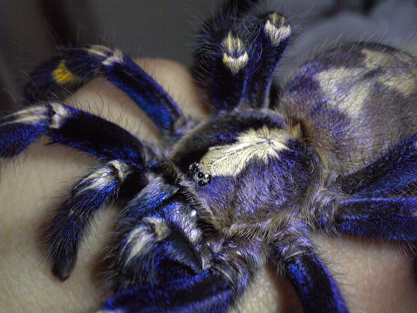 Poecilotheria_metallica_2.jpg