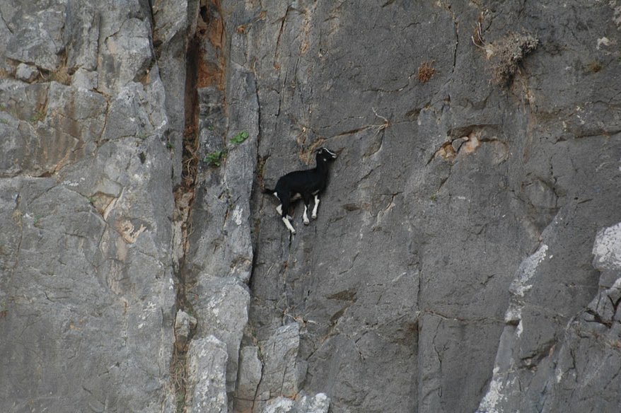 goats_07.jpg