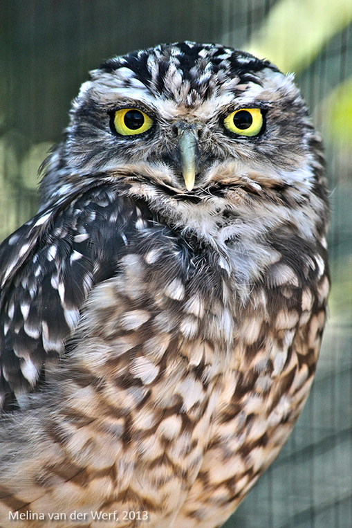 owl03.jpg