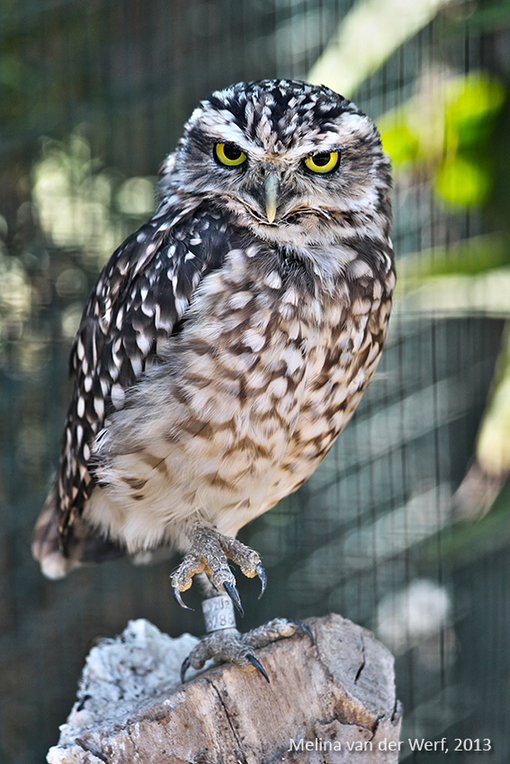 owl04.jpg