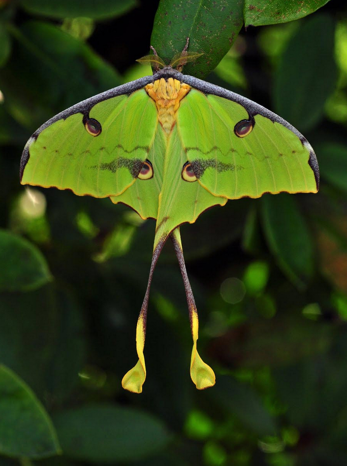 African_Moon_Moth_1.jpg