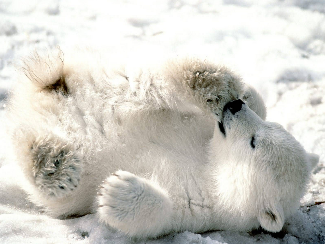 polar_bear_5.jpg