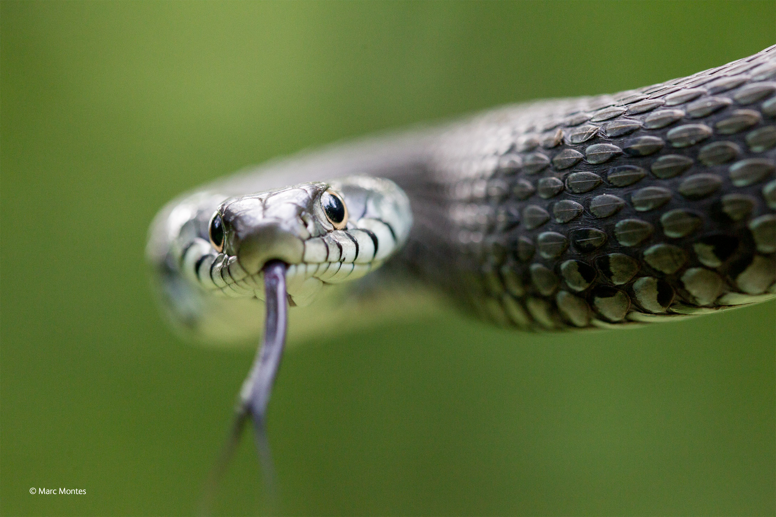 snake-eyes.jpg