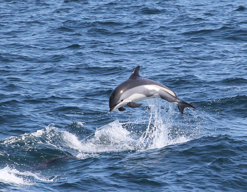 dolphins-2.jpg
