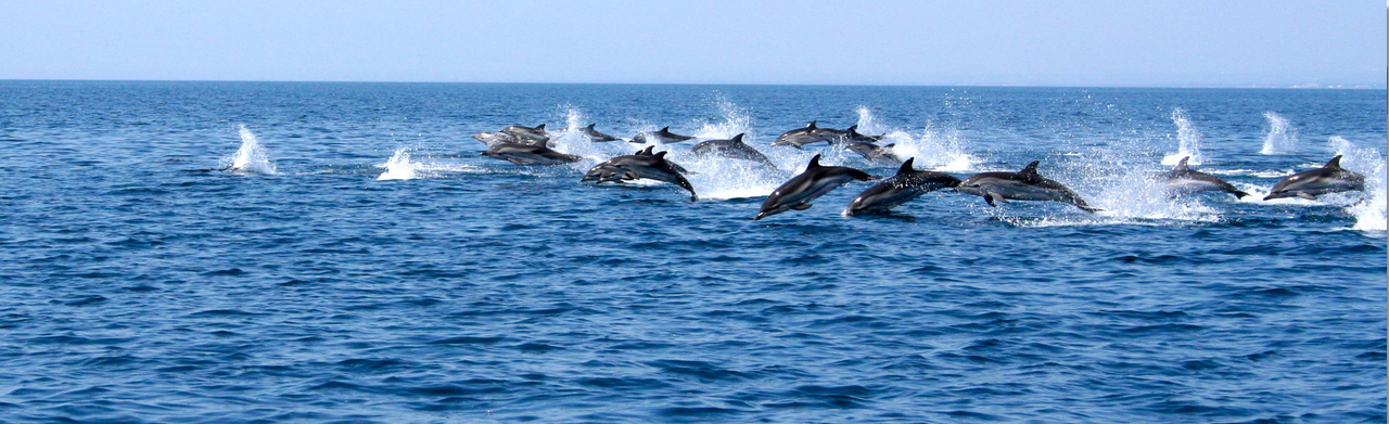 dolphins-3.jpg