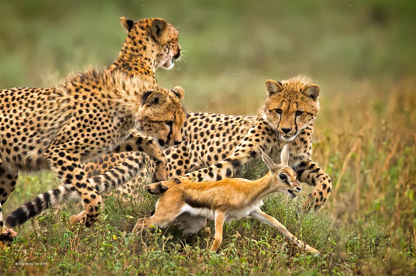 gepards-hunt.jpg