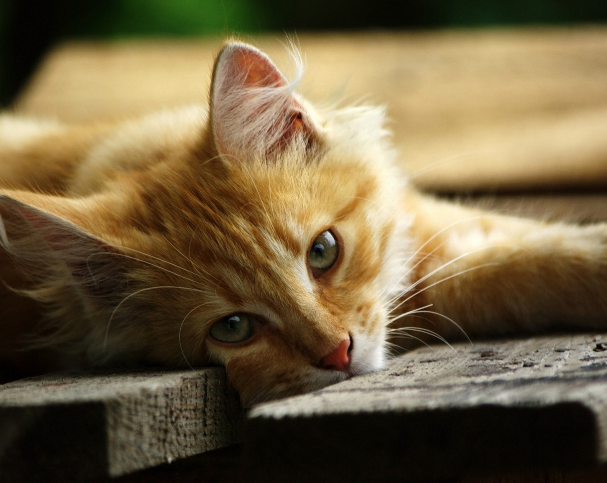kitty_orange.jpg