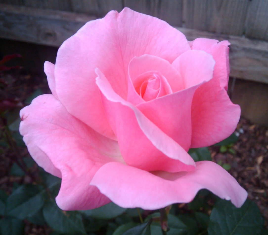 rose-5.jpg